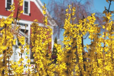 Forsythias