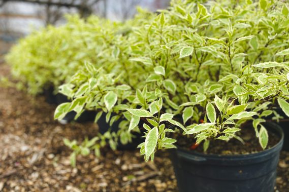 Red Twig Ivory Halo Dogwood
