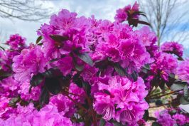 Rhododendrons