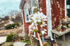 Snow Fountain Weeping Cherry