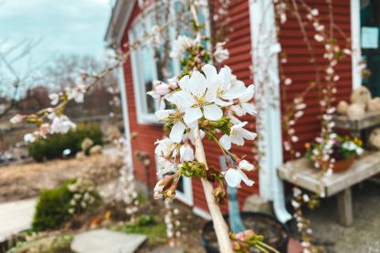 Snow Fountain Weeping Cherry