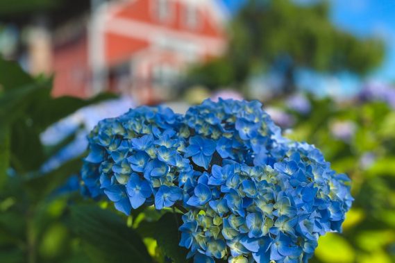 Endless Summer Hydrangea