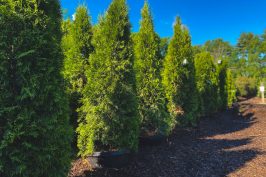 Emerald Green Arborvitae