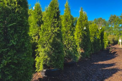 Emerald Green Arborvitae