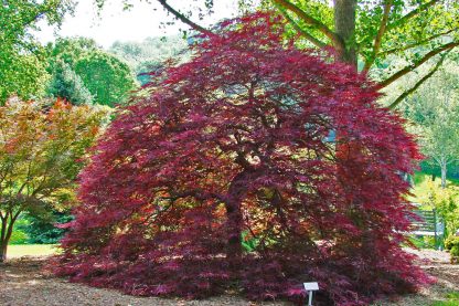 Maple Japanese Red Dragon