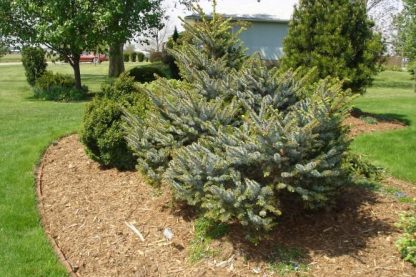 Dwarf Tiger Tail Spruce