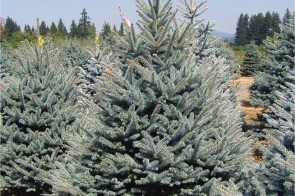 Fat Albert Spruce