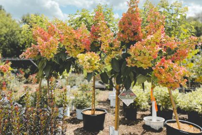 Quickfire Hydrangea Treeform