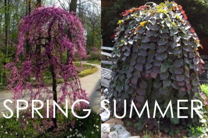 Ruby Falls Redbud