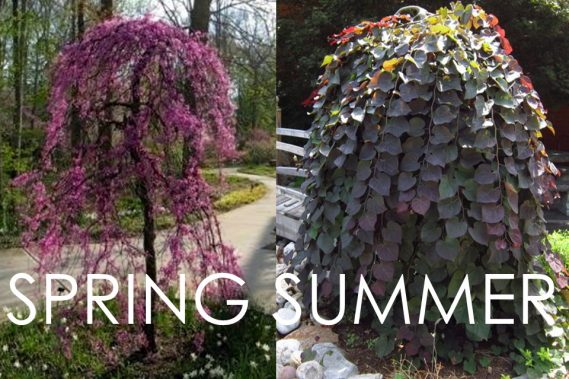 Ruby Falls Redbud