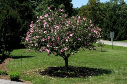 Rose of Sharon Treeforms (Many Varieties)