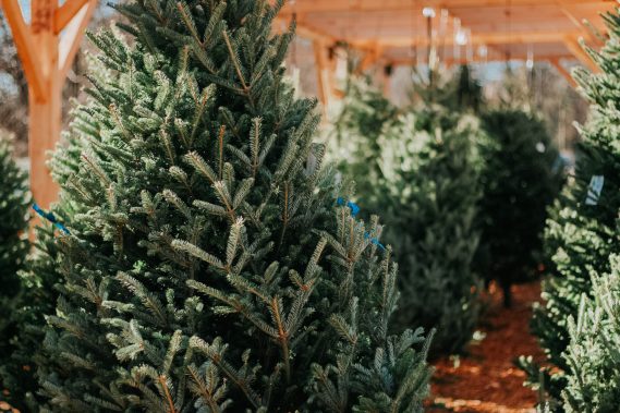 Fresh Cut Christmas Trees