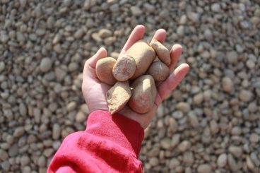 1.5" Round River Rock