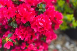 Azaleas