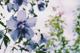 Rose of Sharon Season