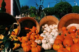Pumpkins!