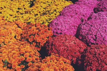 Fall Annuals