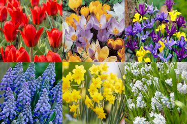 Fall Bulbs