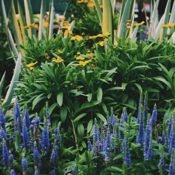 Planting Guide and Waranty