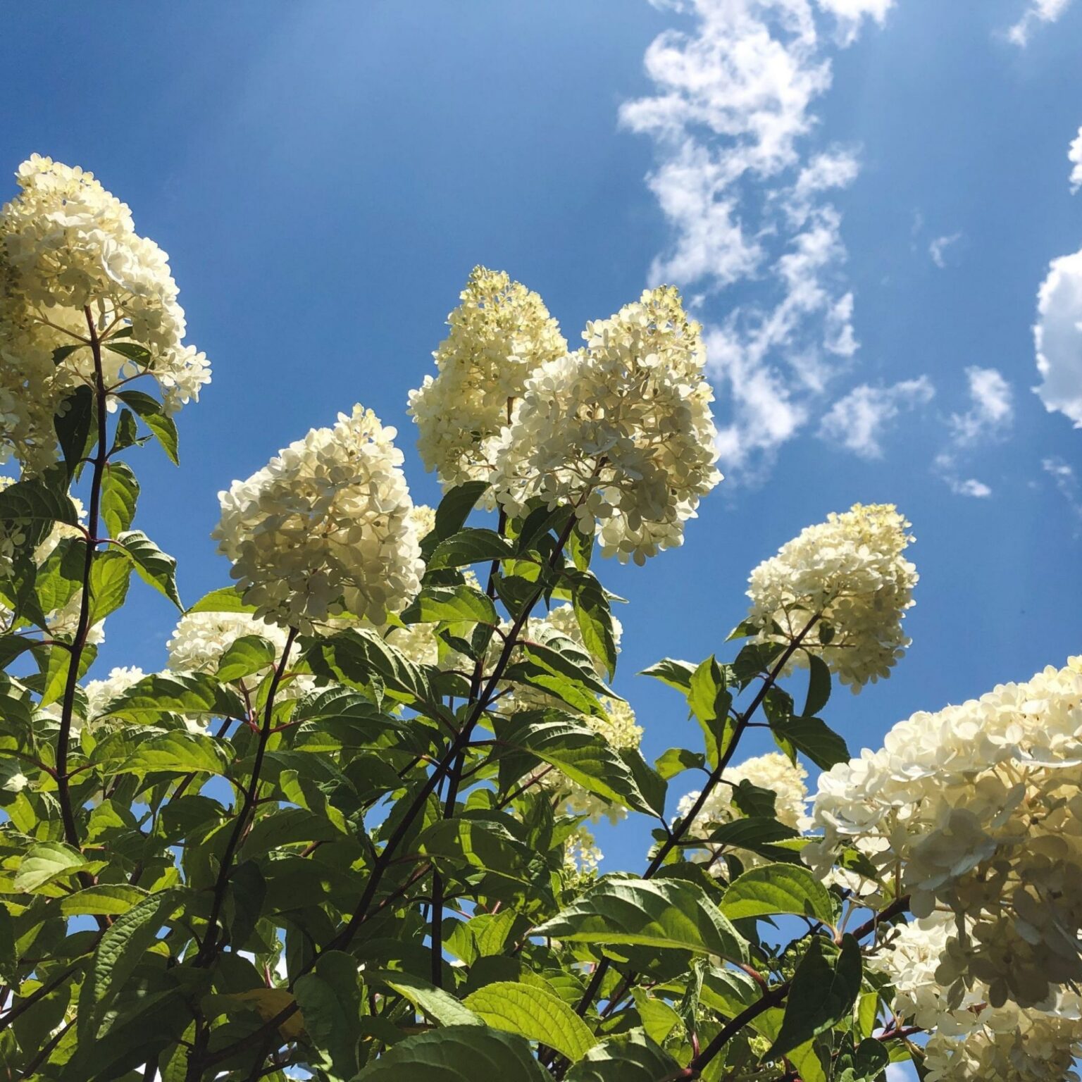 Garden Center | Trees, Shrubs, Annuals & Perennials NH